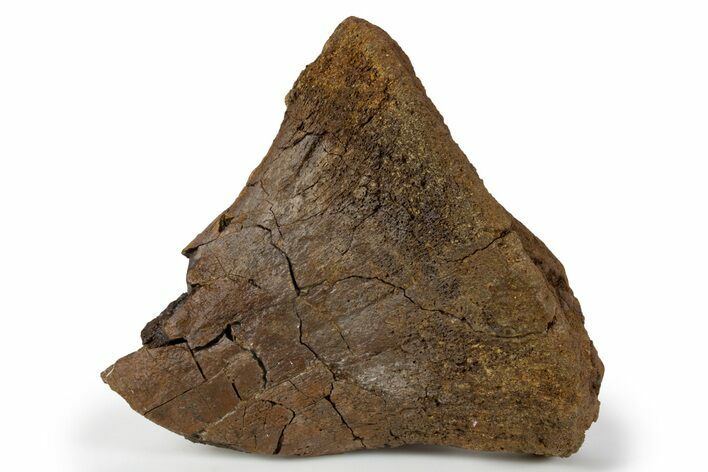 Triceratops Metatarsal Bone Section - Wyoming #302734